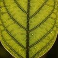 Close-up view of a green leaf Royalty Free Stock Photo