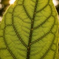 Sunlight filters through creating a warm glowing effect around the leaf s edges Royalty Free Stock Photo