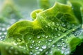 Green leaf covered in water droplets, macro texture natural wallpaper background Royalty Free Stock Photo