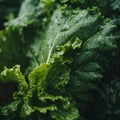 a close up view of green leafy vegetables with water droplets on them