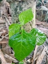 Close-up view of green leaves behind a bamboo tree Royalty Free Stock Photo