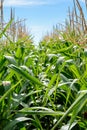 Close-up view of the green leaves and golden tassels of corn plants in a field under a pale blue sky Royalty Free Stock Photo