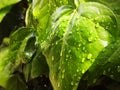 Close-up view of green leaves with some water droplets