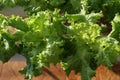 Close up view of green lettuce in hydroponic greenhouse