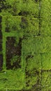 A close-up view of green moss Royalty Free Stock Photo