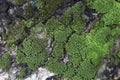 close up view of green moss on rocks, moss growing on rocks Royalty Free Stock Photo