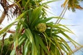 Close up view of green palm tree crown with fruit on blue sky with white clouds background Royalty Free Stock Photo