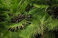 Close-up view of green palm tree leaf Royalty Free Stock Photo