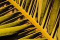 Close-up view of a green palm tree leaf pattern Royalty Free Stock Photo