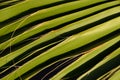 Close-up view of a green palm tree leaf pattern before the dark background Royalty Free Stock Photo