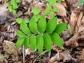 Close up view of the green parallel leaves of a smooth Solomon`s seal plant. Royalty Free Stock Photo