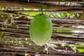 Close-up view of the green Passiflora quadrangularis hanging fruit