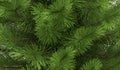 Close up view of green pine branches with shallow depth of field Royalty Free Stock Photo