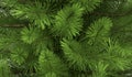 Close up view of green pine branches with shallow depth of field Royalty Free Stock Photo