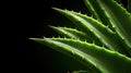 A close-up view of a green plant with sharp spines. Royalty Free Stock Photo