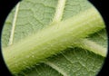 Close-up view of a green plant stem and leaf under a microscope. The stem is Royalty Free Stock Photo