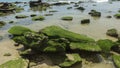 Close-up view of green plants adhered to the rock in the Las Pocitas sector on the beach of Mancora Royalty Free Stock Photo