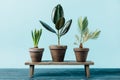 close up view of green plants in flowerpots on wooden decorative bench isolated on blue