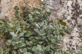 Close up view of green plants on rock. Beautiful natur backgrounds.