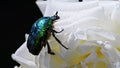 Close-up view of green rose chafer - Cetonia Aurata beetle on white flower of peony. Amazing emerald bug is among petals Royalty Free Stock Photo