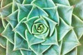 Green rosettes of the succulent plant