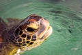 Close up view on a green sea turtle eyes