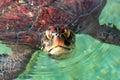 Close up view on a green sea turtle head