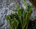 Close-up view of a green succulent plant growing before the gray stones Royalty Free Stock Photo