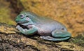 Close-up view of an australian Green tree frog (Litoria caerulea) Royalty Free Stock Photo