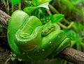 Close-up view of a green tree python Royalty Free Stock Photo