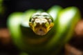 A close-up view of a green tree python slithering on a tree sleeping eyes dof sharp focus space for text macro reptile jungle Royalty Free Stock Photo