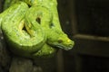 Close-up view of a green tree python in thailand. Royalty Free Stock Photo