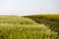 Close up view with green wheat and rapeseed flowers Brassica napus field during a beautiful day. Royalty Free Stock Photo