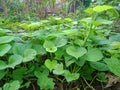 Close-up view of green yam or sweet potato trees with parallel arranged patterns Royalty Free Stock Photo