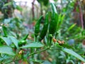 close up view of gren chillies on a plant Royalty Free Stock Photo