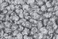 Close up view of grey astrakhan caracul. Lamb fur texture. Background for designers. Royalty Free Stock Photo