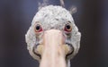 Close-up view of a grey pelican