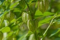 groundcherries, edible wild fruit on tree in the garden