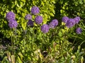 Beautiful purple alliums