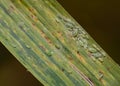 A close-up view of a group of aphids on a shrub leaf