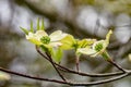 Close-up View of a group of Dogwood Flowers