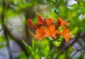 Closeup View of Flame Azalea Flowers Royalty Free Stock Photo