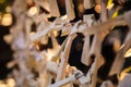 Close-up view Group of Omikuji, a fortune telling paper strip, tied on the ropes with blurred background.