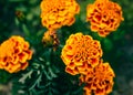 A close-up view of a group of orange Mexican Marigolds