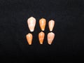 A group of pink and orange Cone Shells Royalty Free Stock Photo
