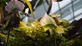 A close-up view of a group of pitcher plants, a type of carnivorous plant Royalty Free Stock Photo