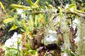 A close-up view of a group of pitcher plants, a type of carnivorous plant Royalty Free Stock Photo