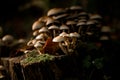 Close-up view of group of small Hypholoma capnoides mushrooms growing on dtree stump