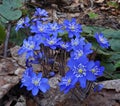 Blue spring flowers Hepatica nobilis Royalty Free Stock Photo