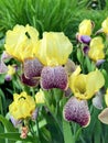 Close up view of group yellow and purple bearded iris flowers during blooming Royalty Free Stock Photo